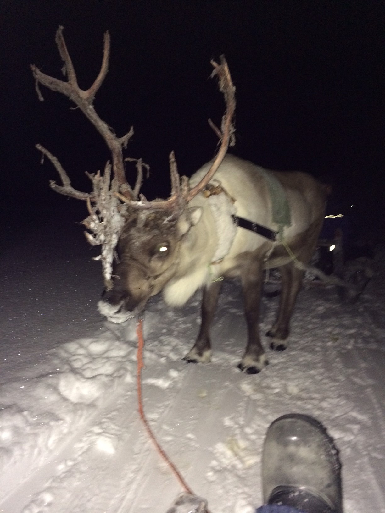 Trineo con Renos en Tromso